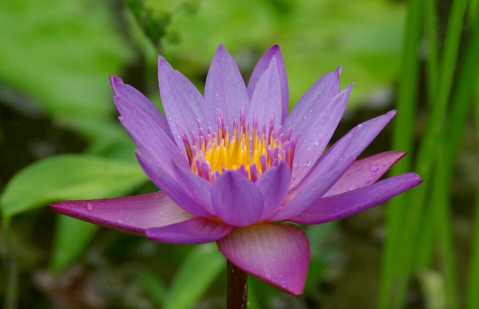 Blossom nature purple