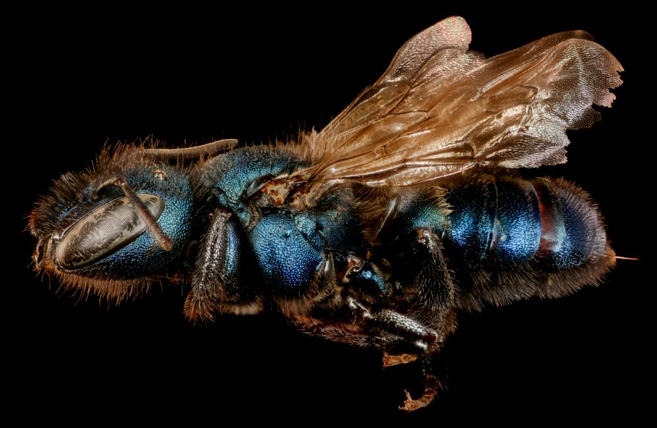 Osmia grindeliae, f, left side, Mariposa, CA 2017-09-13-17.32