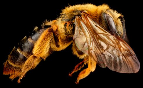 Andrena hilaris, F, side, Maryland, Anne Arundel County 2012-12-14-14.44.39 ZS PMax photo