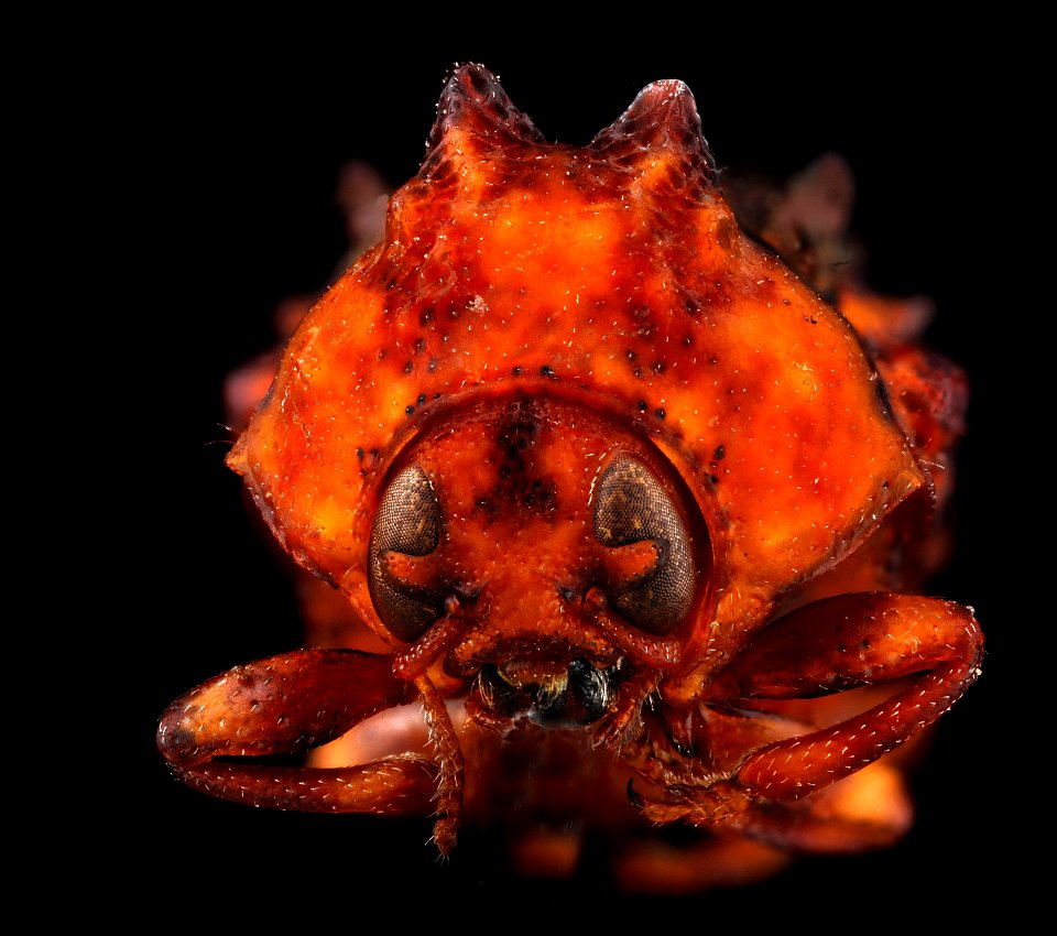 Chlamisus sp.? ,-face 2012-06-06-13.34.03-ZS-PMax