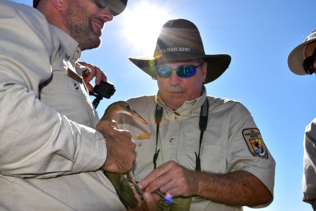 Light-footed Ridgway's rail banding and release at Batiquitos Lagoon
