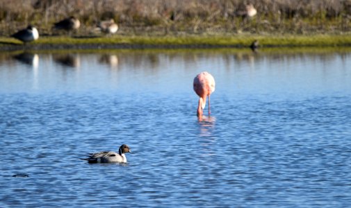 Flamingo with Pintail photo