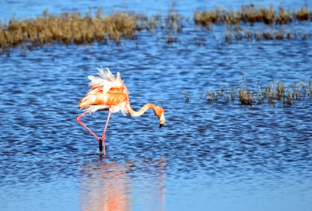 Flamingo fluffing its feathers photo