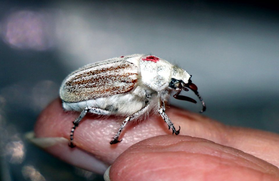 Casey's June beetle profile