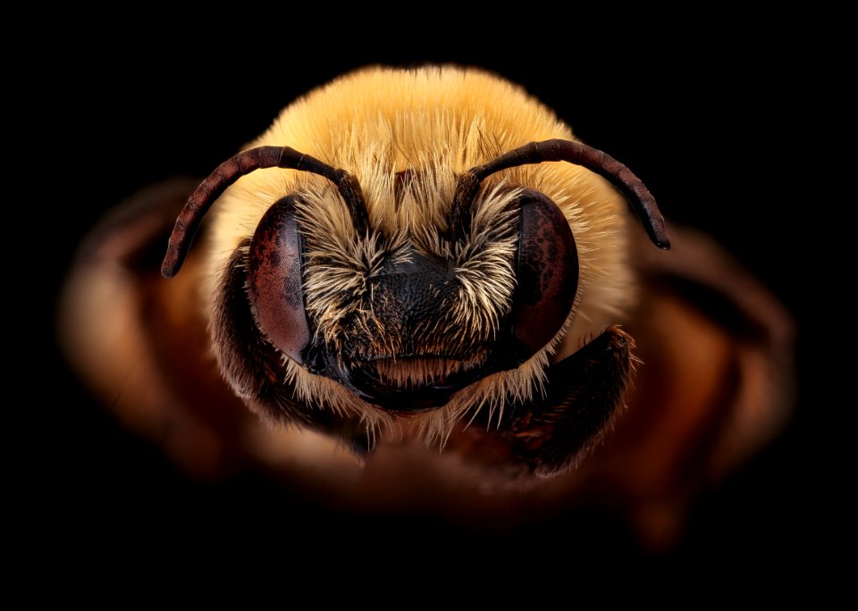 Melissodes trinodus, f, face, Frederick, MD 2018-11-15-16.38.34 ZS PMax UDR 1