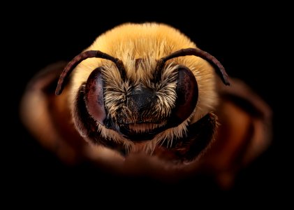 Melissodes trinodus, f, face, Frederick, MD 2018-11-15-16.38.34 ZS PMax UDR 1