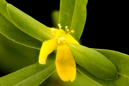 Hypericum hypericoides 2, St. Andrews Cross, Howard County, MD 2017-08-07-17.20