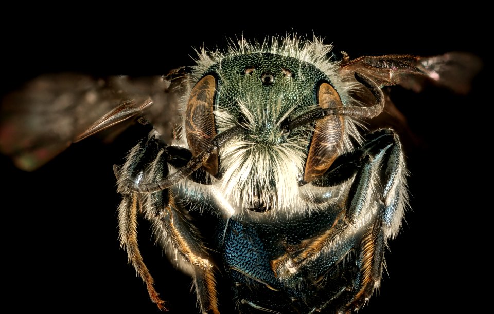 Osmia conjuncta, M, MD, face 2015-11-20-22.36