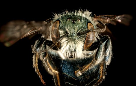 Osmia conjuncta, M, MD, face 2015-11-20-22.36 photo