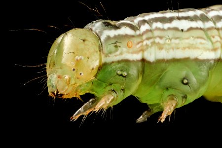 velvetbean caterpillar, headside 2014-06-04-21.41.54 ZS PMax photo