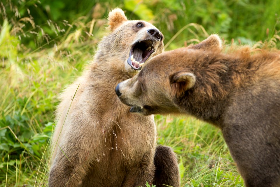 Sister gives brother an earful