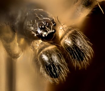 Spider small, beltsville, md 2016-08-06-15.57