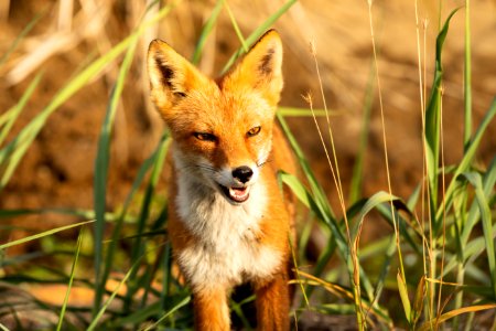 Red fox at Izembek Lagoon
