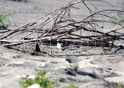 A western snowy plover atop a nest inside a mini-exclosure on Malibu Lagoon State Beach.