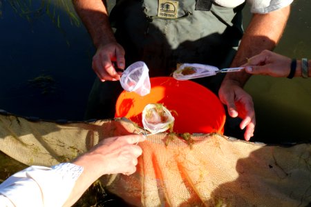 Aquatic identification photo