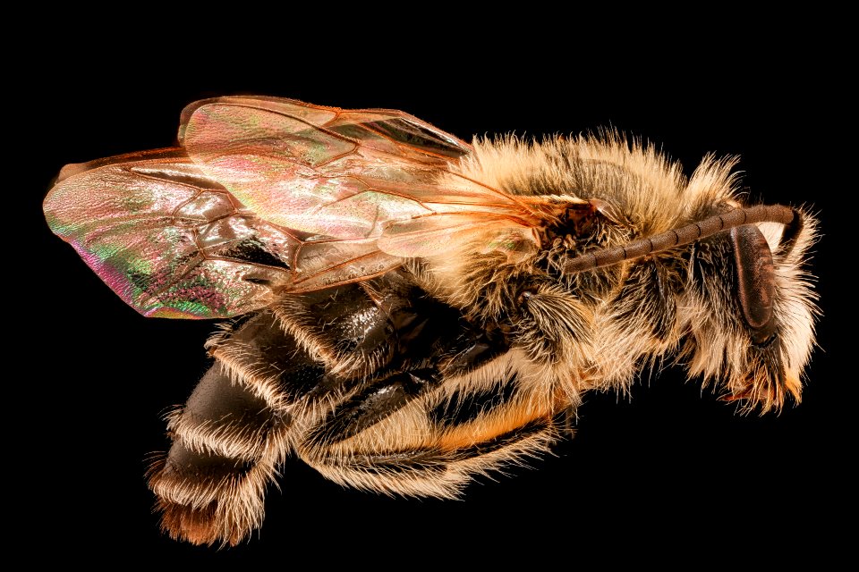 Melitta eickworti, m, right, Rockingham, VA 2019-10-21-17.46.03 ZS PMax UDR