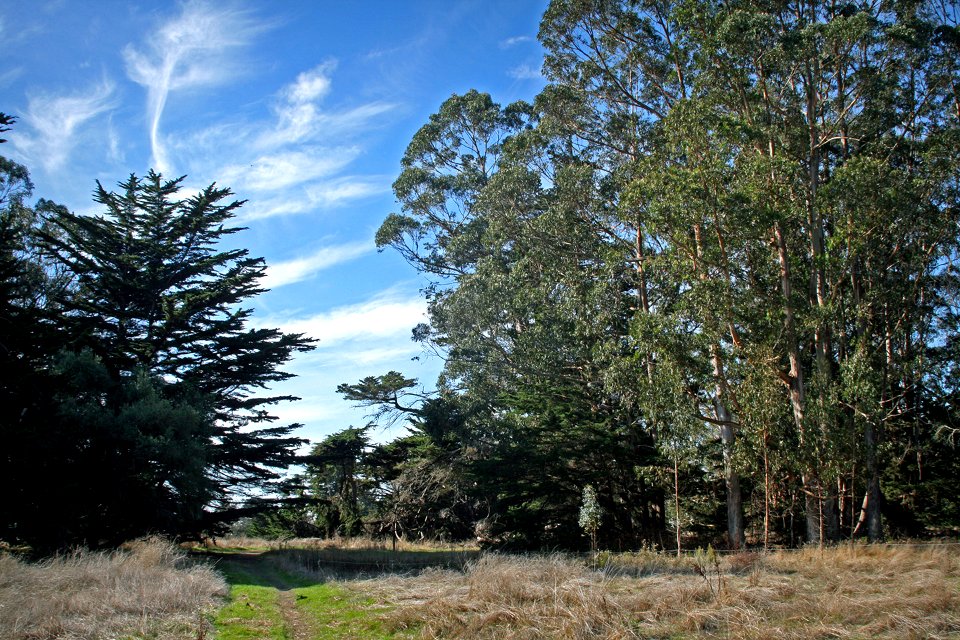The monarch butterfly overwintering site at Lighthouse Field State Beach.