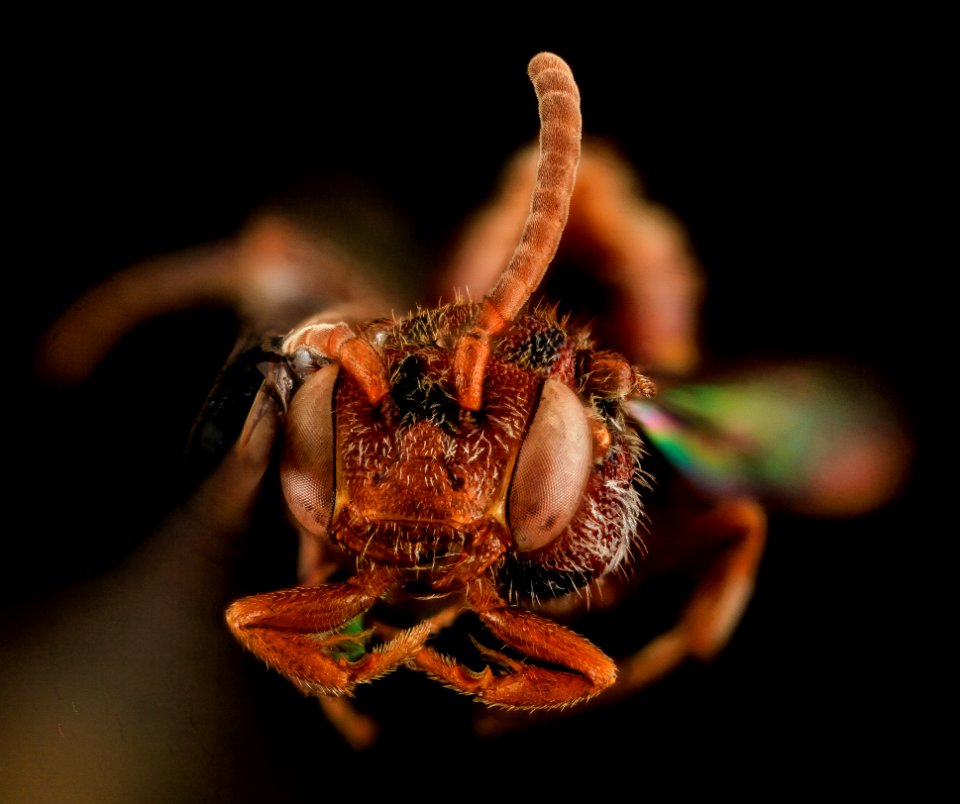 Nomada parva, Female, Face, Maryland, Wicomico County 2013-11-15-18.19.32 ZS PMax