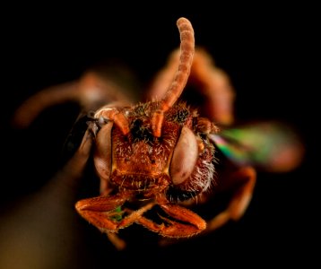 Nomada parva, Female, Face, Maryland, Wicomico County 2013-11-15-18.19.32 ZS PMax photo