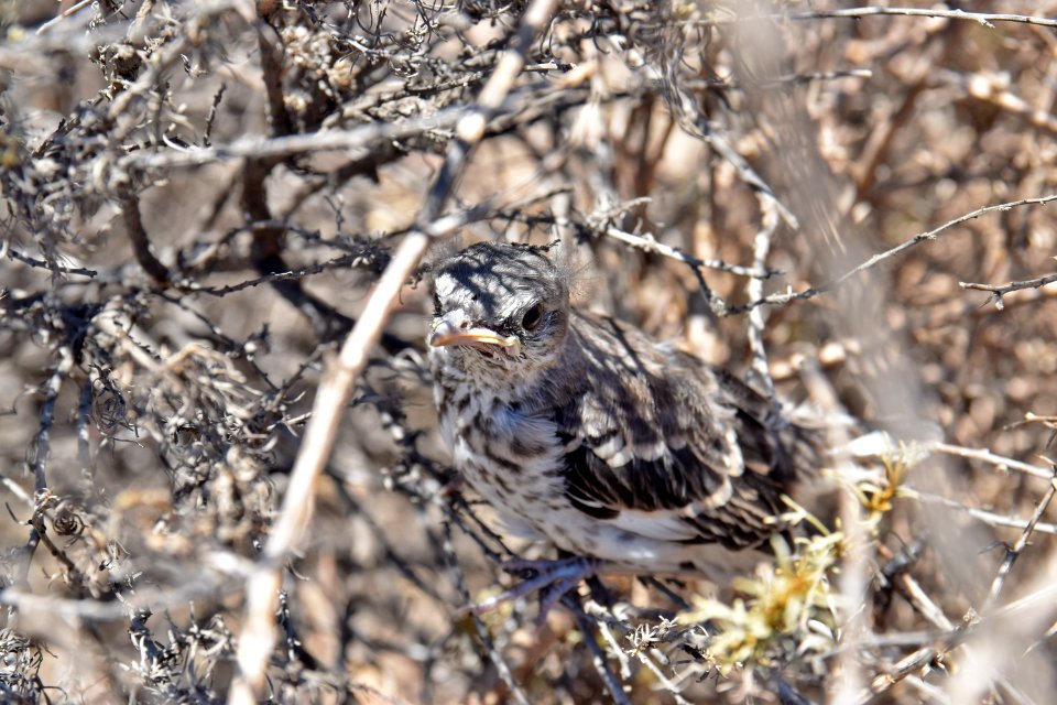 Juvenile mockingbird hides in coastal sage scrub.