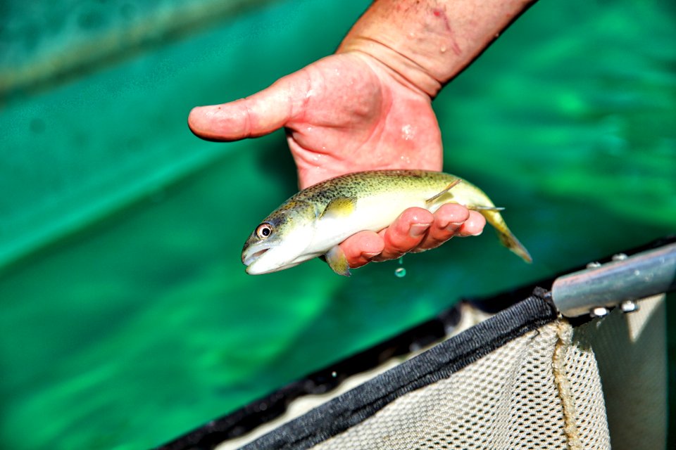 Winter-run Chinook salmon 2017-08-09