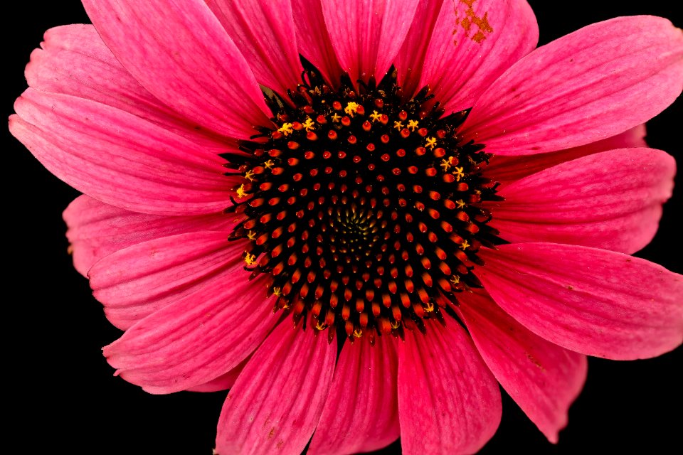 Echinacea purpurea, Howard County, Md, GFG, Helen Lowe Metzman 2018-07-17-15.15.13 ZS PMax UDR