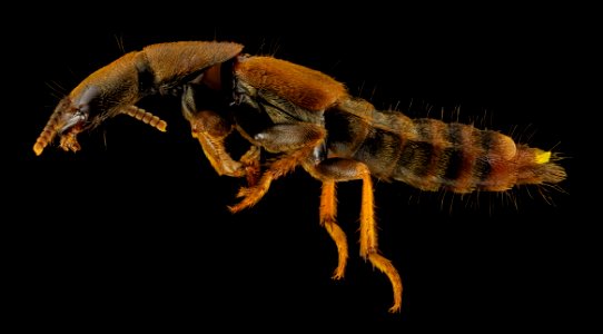 Rove Beetle, u, back, DC 2014-04-24-20.58.55 ZS PMax