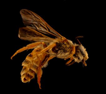 Andrena prunorum, m, right, Pennington Co., SD 2018-08-10-13.27.19 ZS PMax UDR