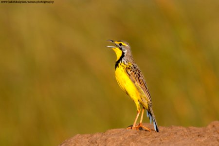 Yellow-throated Longclaw