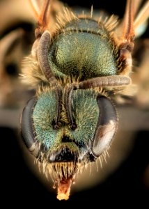 Lasioglossum knereri, F, Face, WA, San Juan County 2014-05-09-19.03.28 ZS PMax