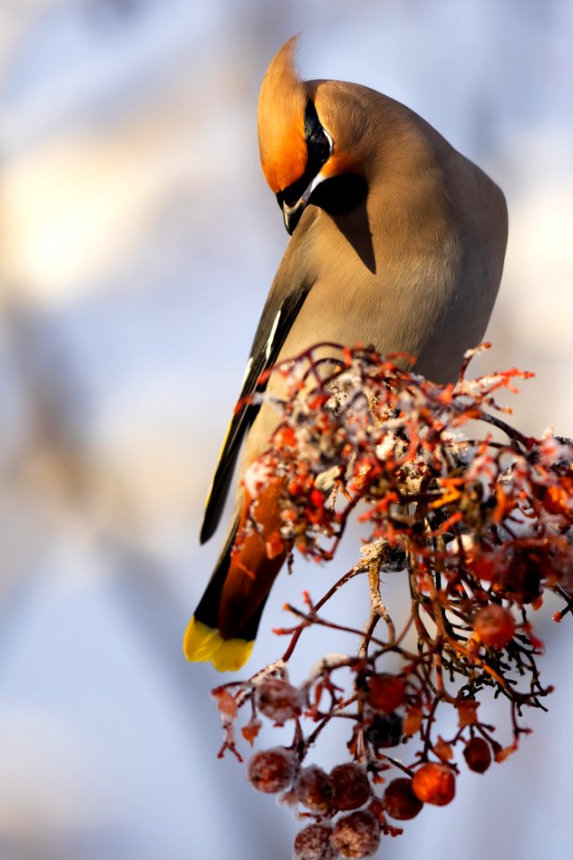 Bohemian waxwing