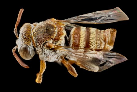 Epeolus species, 15282h3, f, kenya 2014-08-06-06.22.21 ZS PMax photo