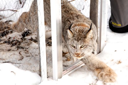 Lynx Project At Yukon Flats National Wildlife Refuge