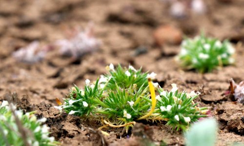 Baby spreading navarretia plant in vernal pool clay soils photo