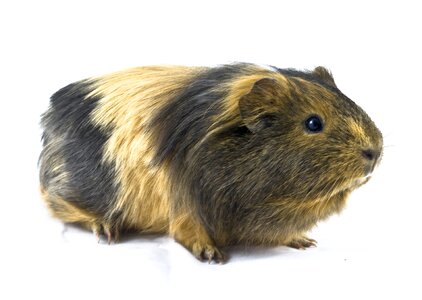 Animal sweet rodent