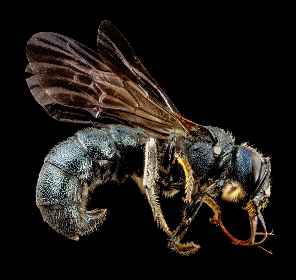 bee ceratina monster, m, crimea, facebackground 2014-08-09-13.22.29 ZS PMax