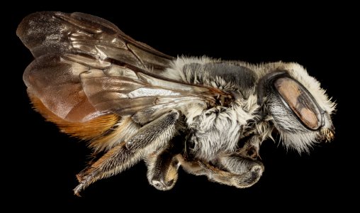 Megachile chlorura, F, Side, HI, Maui County 2014-08-22-16.23