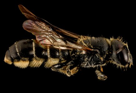 Chelostoma rapunculi, M, Side, MA, Middlesex County 2014-02-27-15.23.57 ZS PMax photo