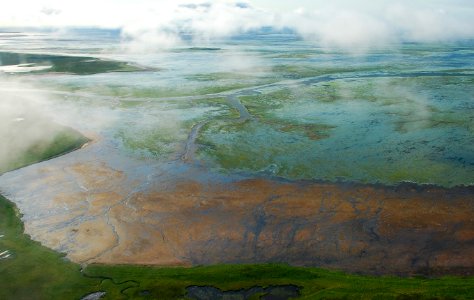 Aerial view of eelgrass in Izembek Lagoon.