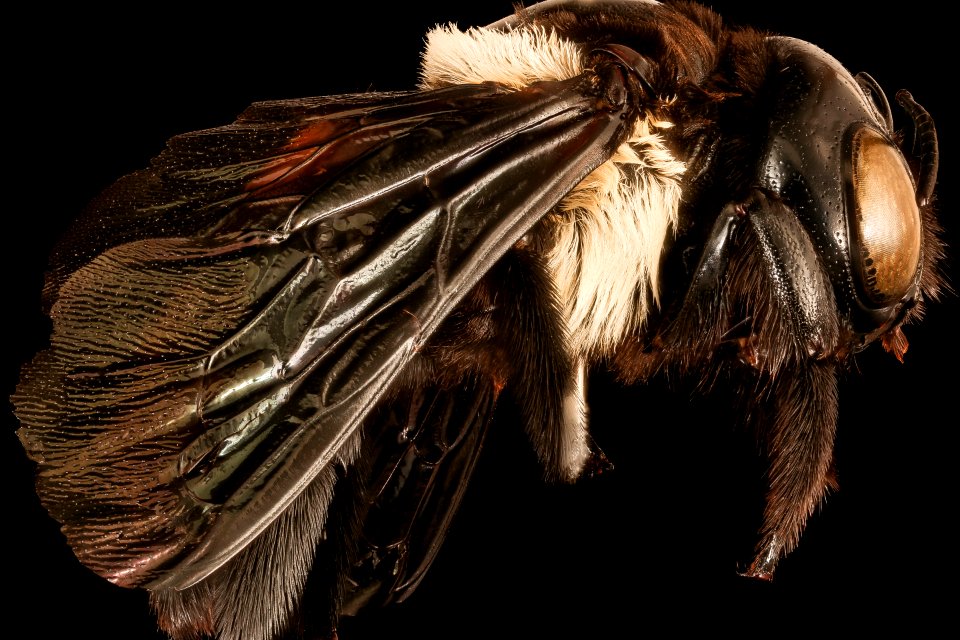 Xylocopa inconstans, f, right, Skukuza, South Africa Mpumalanga 2018-06-21-16.24.35 ZS PMax UDR