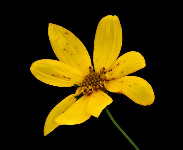 Coreopsis verticillata 2, Whorled tickseed, Howard County, Md, Helen Lowe Metzman 2019-10-23-14.13.52 ZS PMax UDR