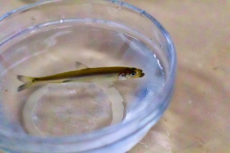 Delta Smelt