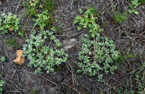 Spreading navarretia is a federally threatened plant photo