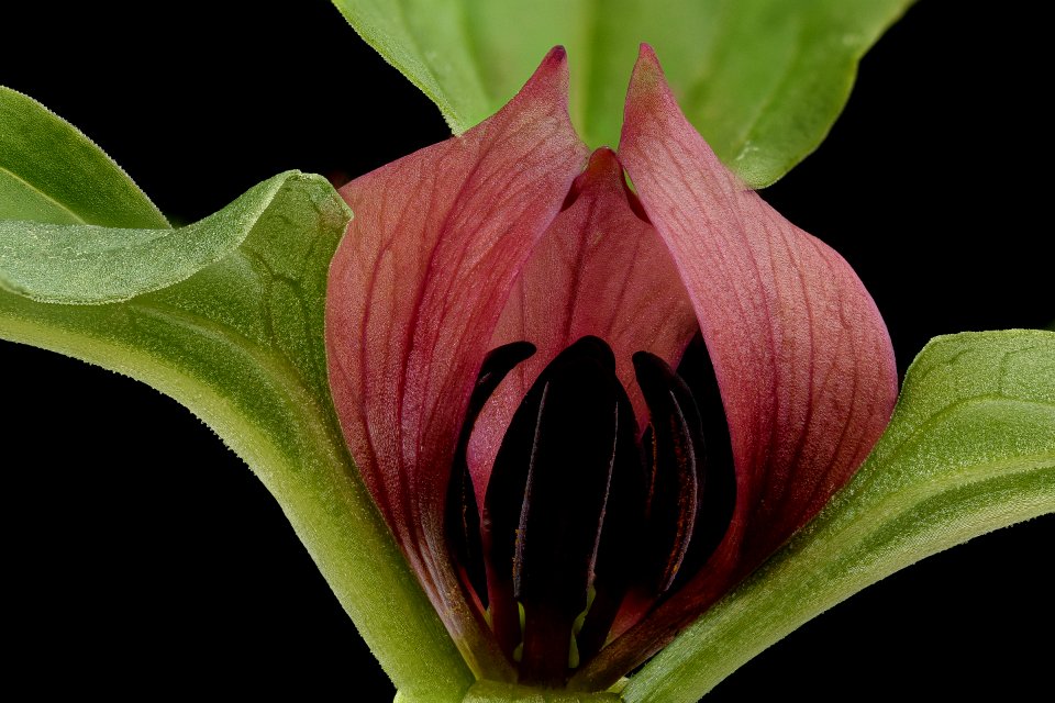 Trillium recurvatum 2, Prairie Trillium, Howard County, Md, Helen Lowe Metzman 2019-10-23-10.38.50 ZS PMax UDR