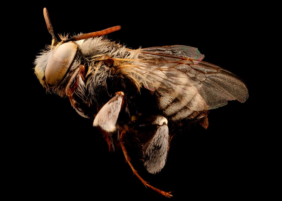 Anthophora flexipes, f, left side, Mariposa, CA 2017-06-20-13.19