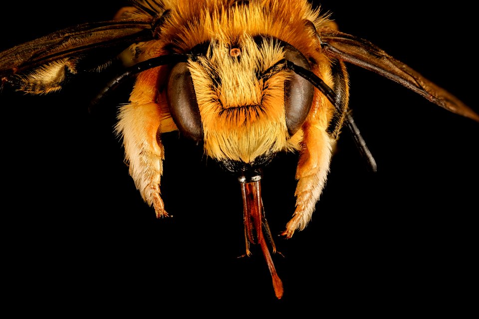 Megachile latimanus, m, face, Maine, Du Clos 2015-12-01-16.08