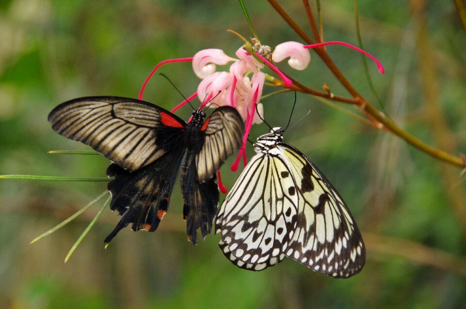 Butterfly mariposario de benalmadena insect