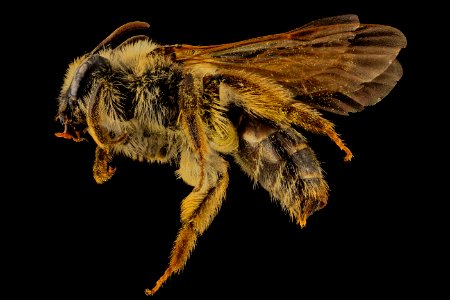 Andrena barbilabis, F, Side, PG Co, MD 2014-02-05-16.47.01 ZS PMax photo