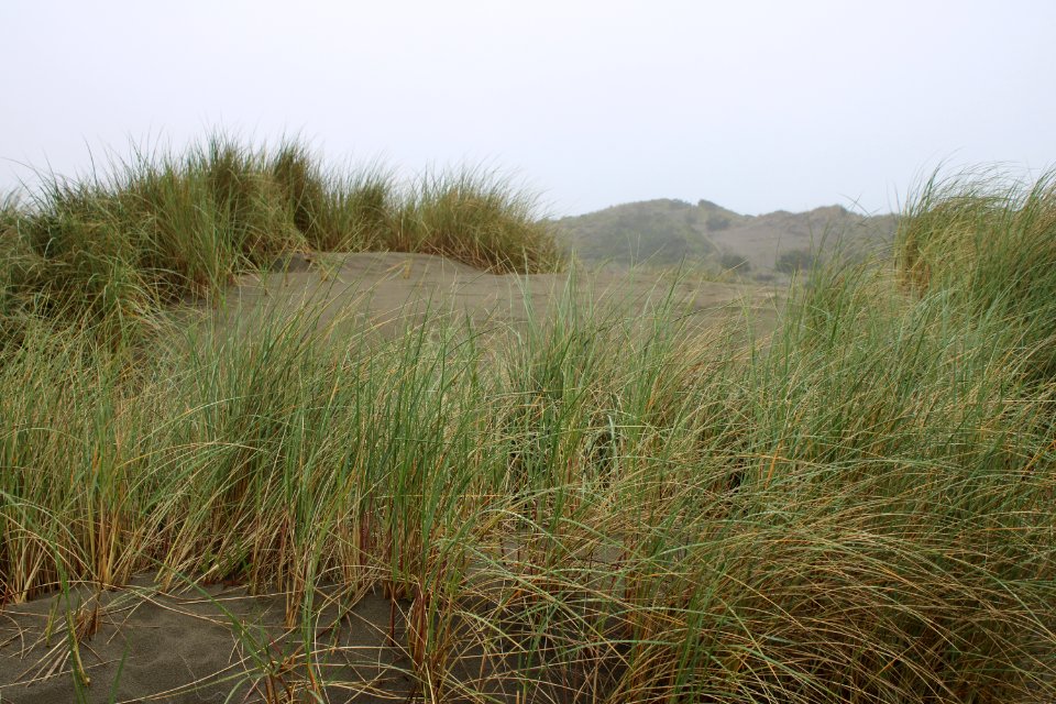 European Beach Grass at Humboldt Bay National Wildlife Refuge 2