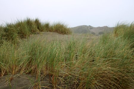 European Beach Grass at Humboldt Bay National Wildlife Refuge 2